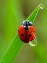 آواتار LadyBird